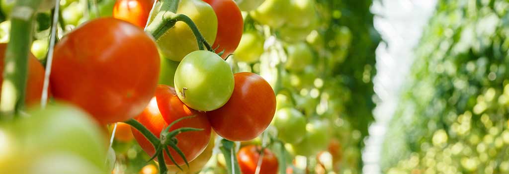 INTAG Natural Nutrient Systems hydroponic tomatoes